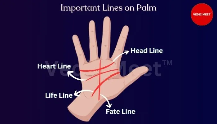 Important Lines on Palm