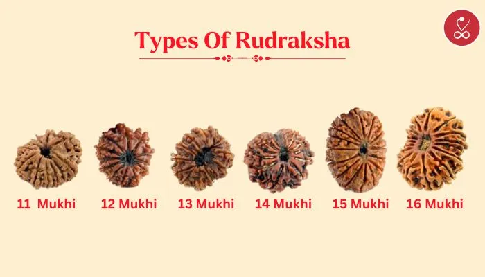 Benefits of wearing rudraksha 11 mukhi to 16 mukhi rudraksha
