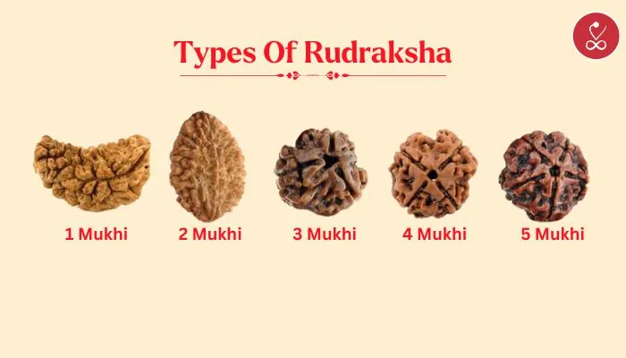 Types of Rudraksha