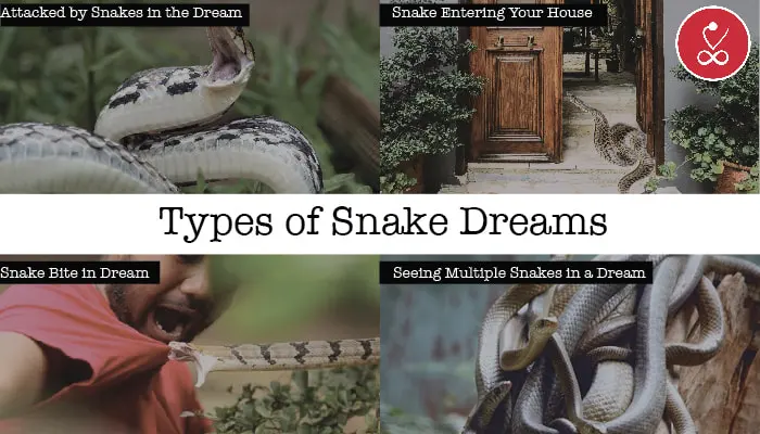 type of snake dreams